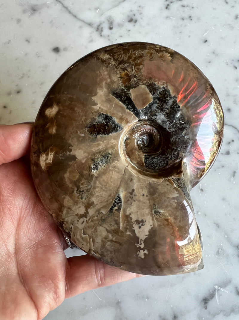 Red Ammonite 5