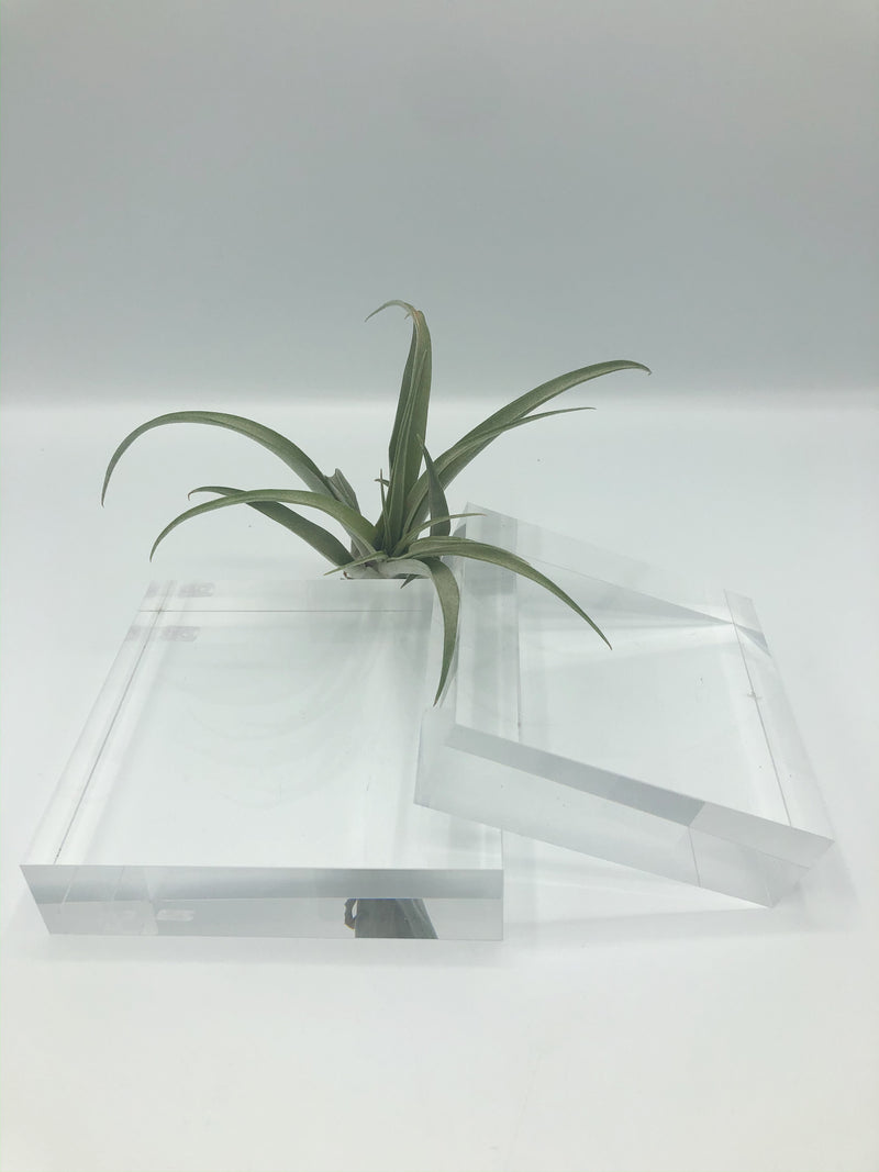 Clear Lucite stands