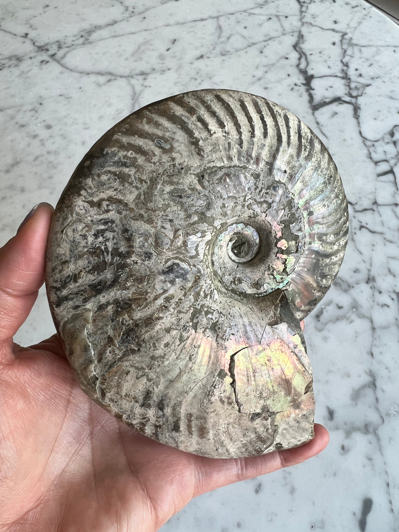 Iridescent Ammonite F