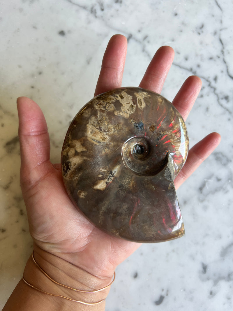 Red Ammonite 6