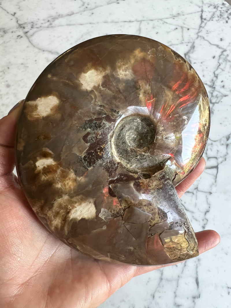 Red Ammonite 9