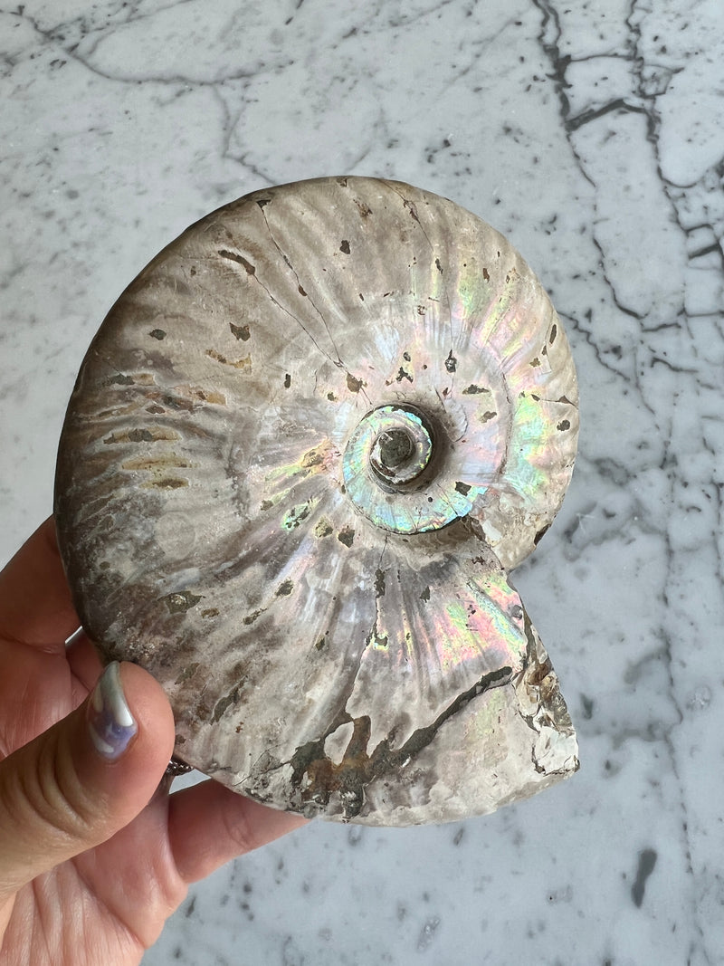 Iridescent Ammonite E
