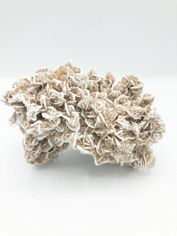 Desert Rose Selenite