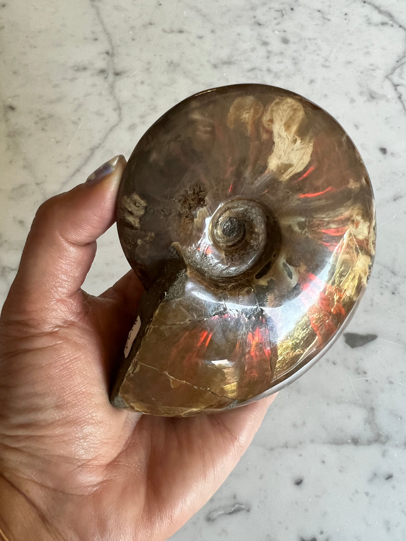 Red Ammonite 7