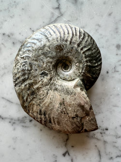 Iridescent Ammonite F