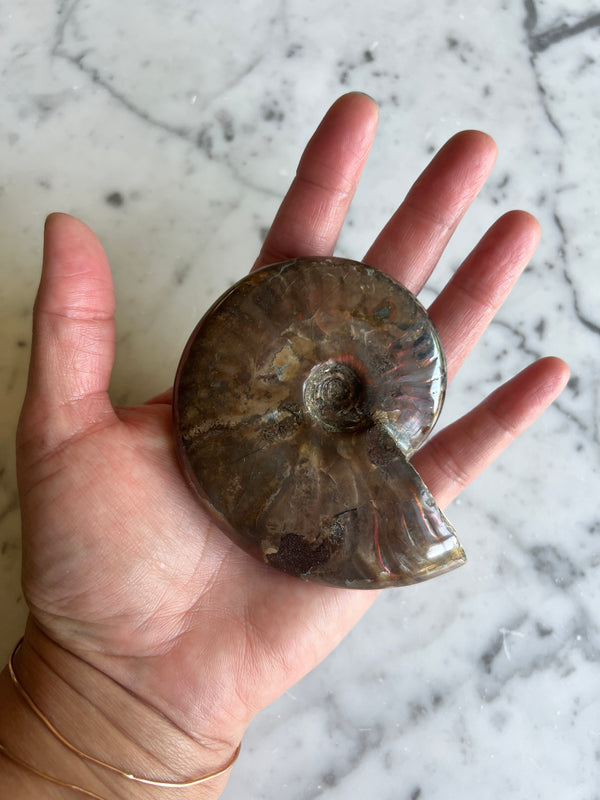 Red Ammonite 3