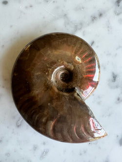 Red Ammonite 4